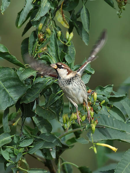 Pensasvarpunen, Spanish Sparrow, Passer hispaniolensis